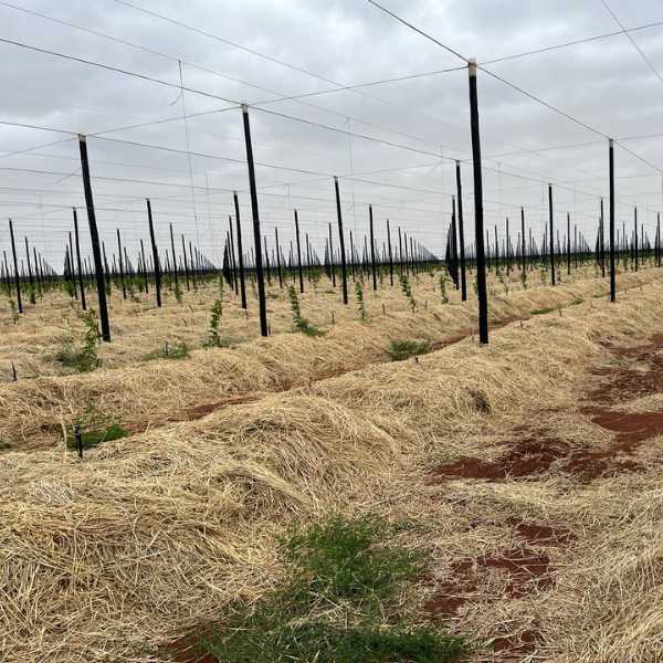 Net house construction 6