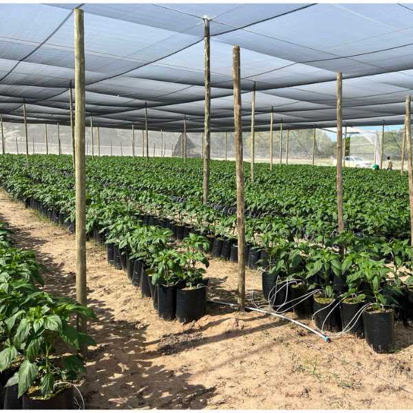 Net house construction 4